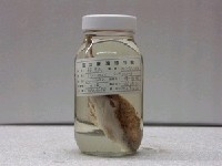 藏品(鮟鱇)的圖片